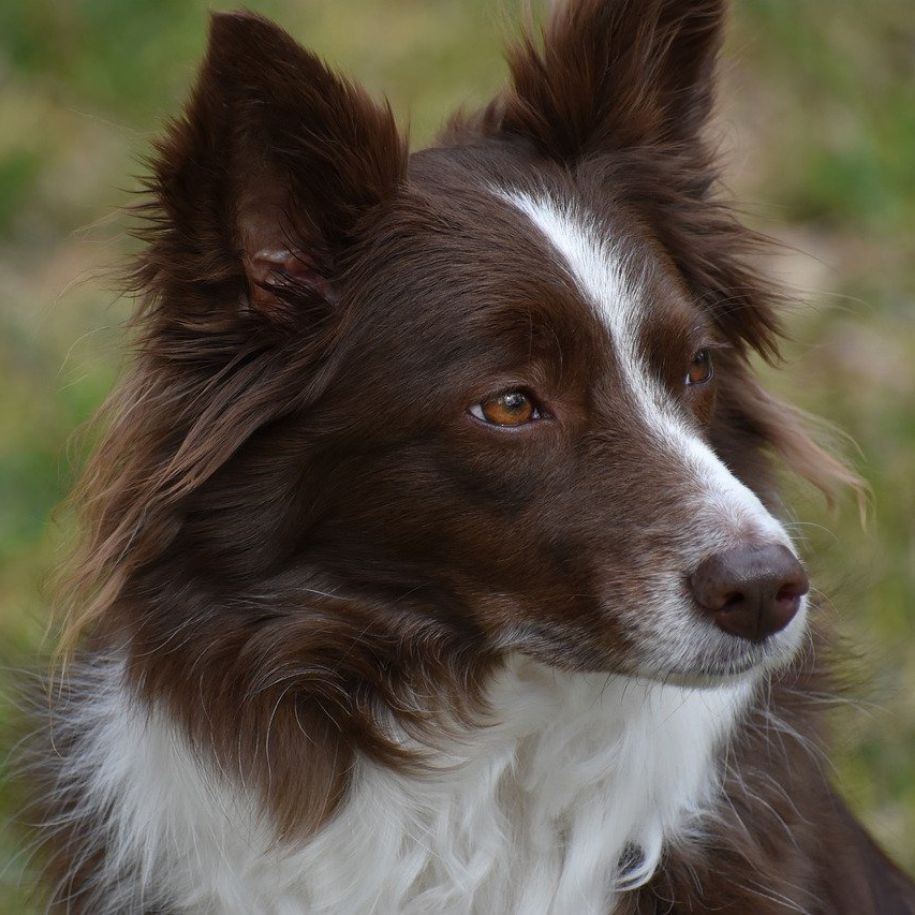 Frequently Asked Questions of do border collies bark a lot
