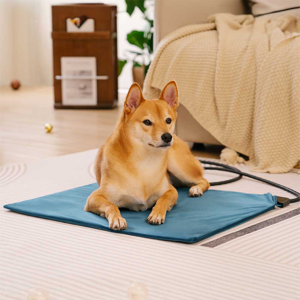 Heated Dog Bed: Top Warm & Comfy Choices for Cold Nights