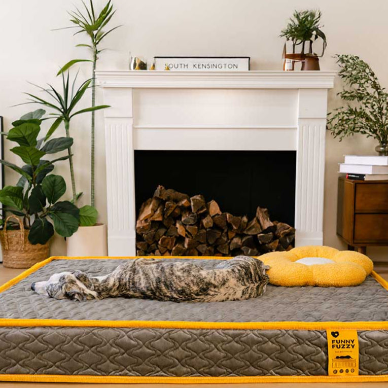 Orthopädisches menschliches Hundebett mit Federkernfedern in menschlicher Qualität – Everdream