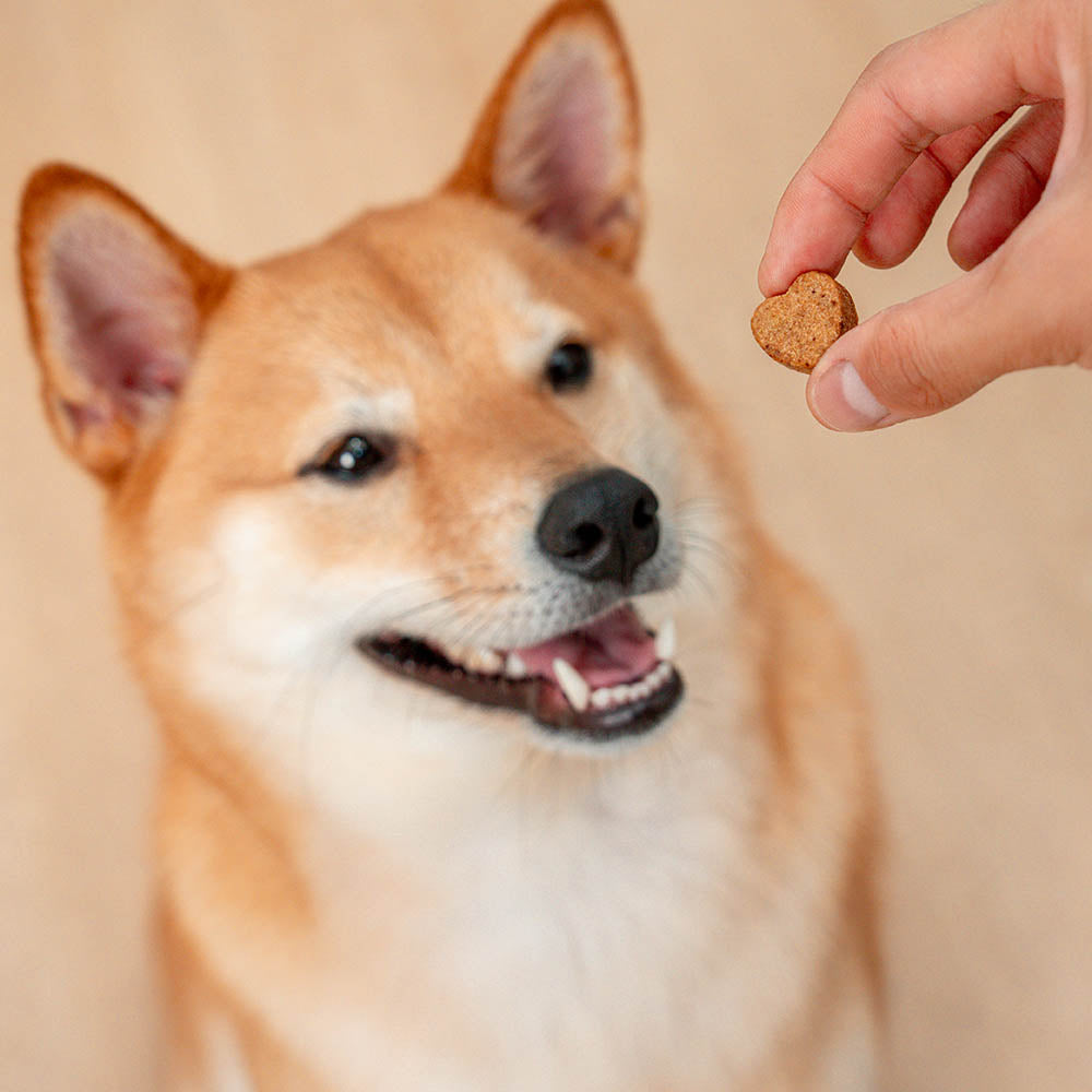 Masticables blandos probióticos para perros (120 unidades) | Salud digestiva & Refuerzo inmunológico