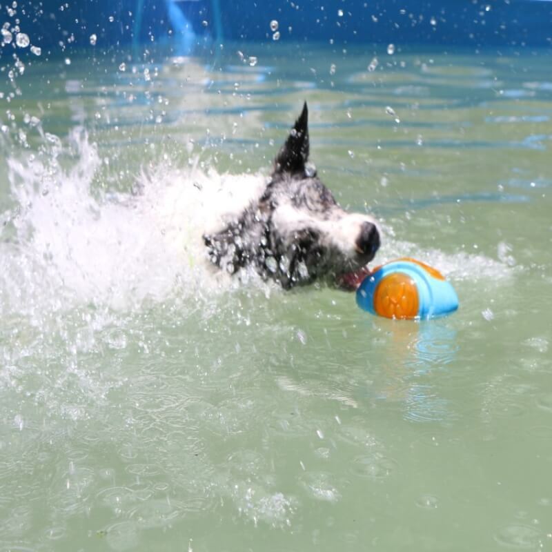 Jouet à mâcher interactif pour chien, jouet d'eau flottant d'extérieur