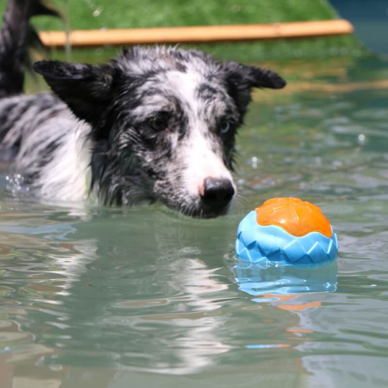 Jouet à mâcher interactif pour chien, jouet d'eau flottant d'extérieur