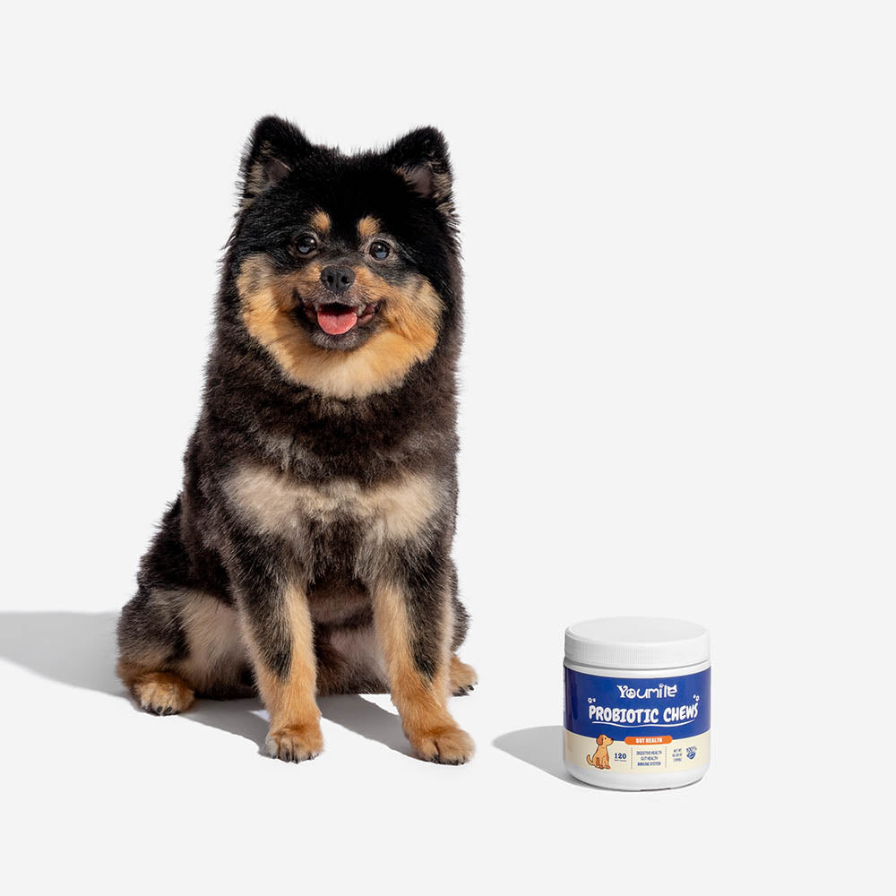 Masticables blandos probióticos para perros (120 unidades) | Salud digestiva & Refuerzo inmunológico