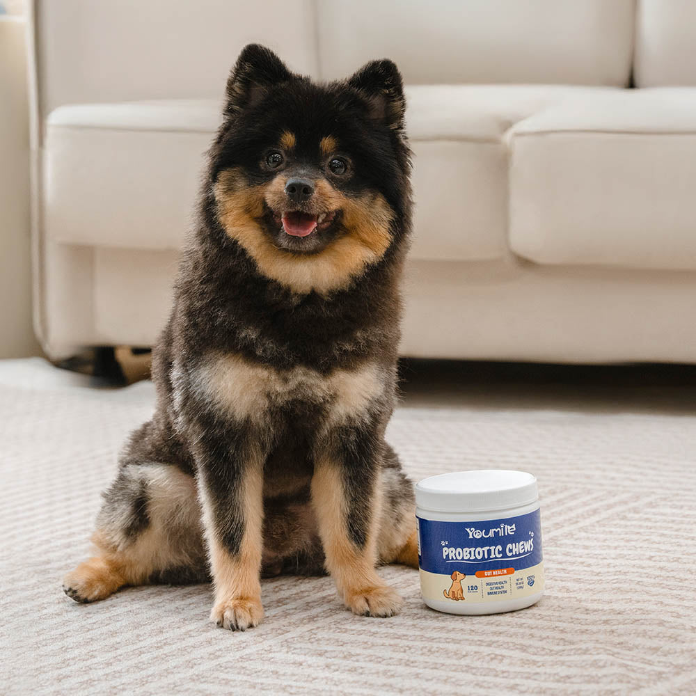 Masticables blandos probióticos para perros (120 unidades) | Salud digestiva & Refuerzo inmunológico