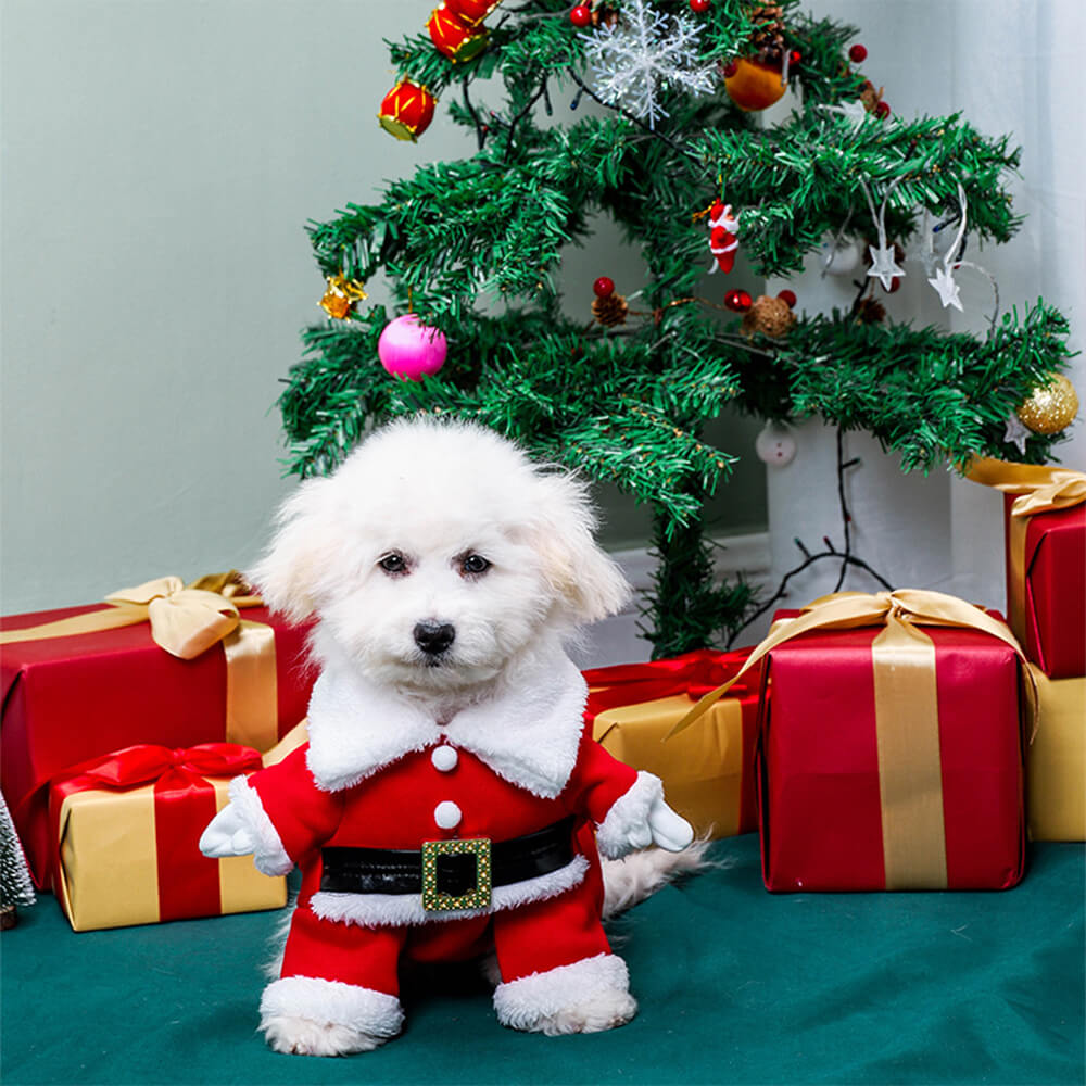 Bulldog santa costume best sale