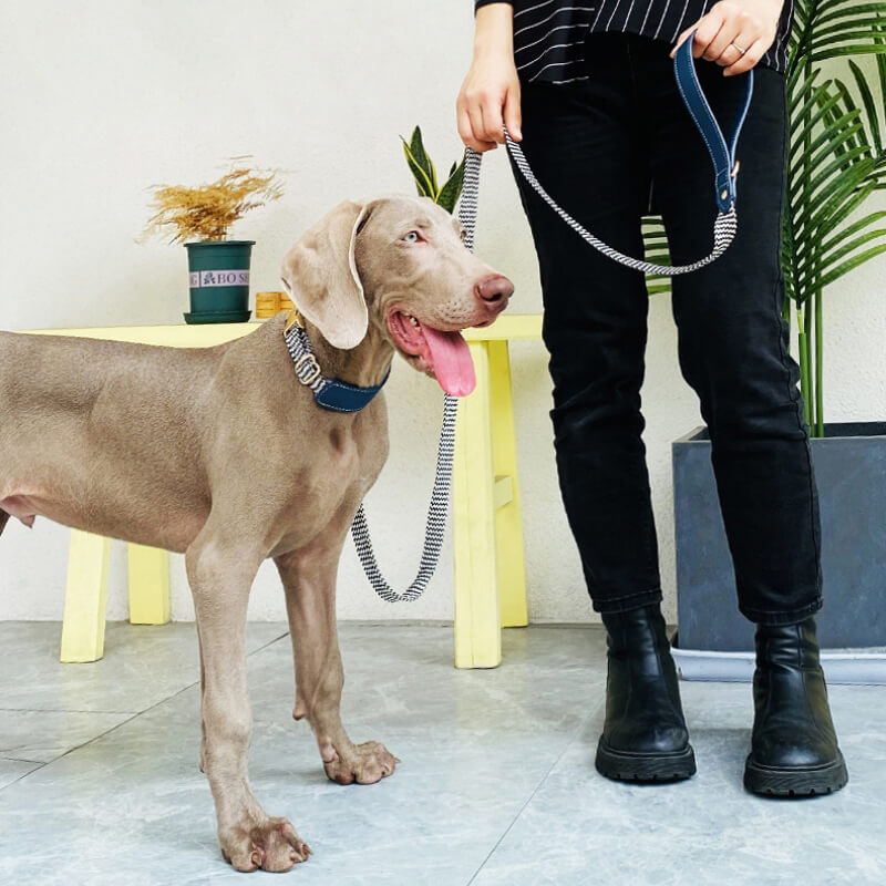 Guard store dog collar