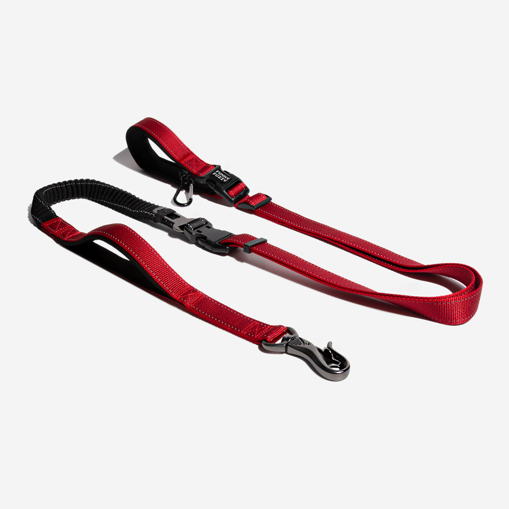 Dog leash online seat belt