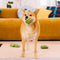 Plush Leaf-Shaped Squeaky Dog Toy - Funnyfuzzy SnugNest