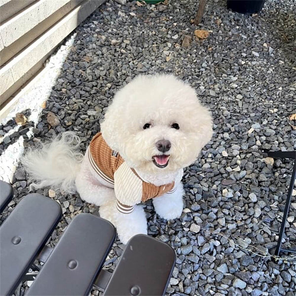 Corduroy Dog Jacket Stylish and Warm Bomber Coat for Small Dogs