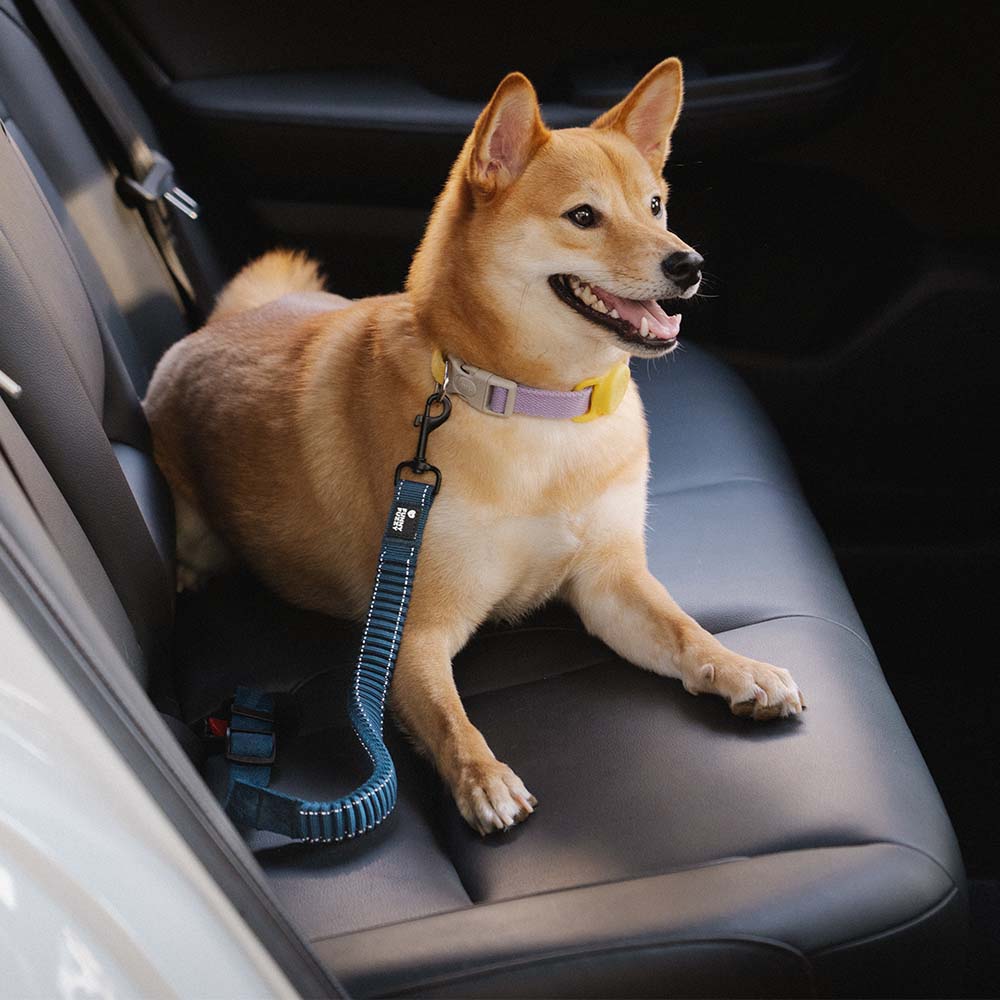 Pet car belt best sale