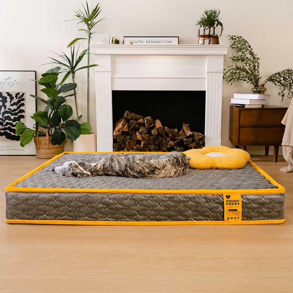 Hooman Innerspring Coils Orthopedic Human Dog Bed - Everdream