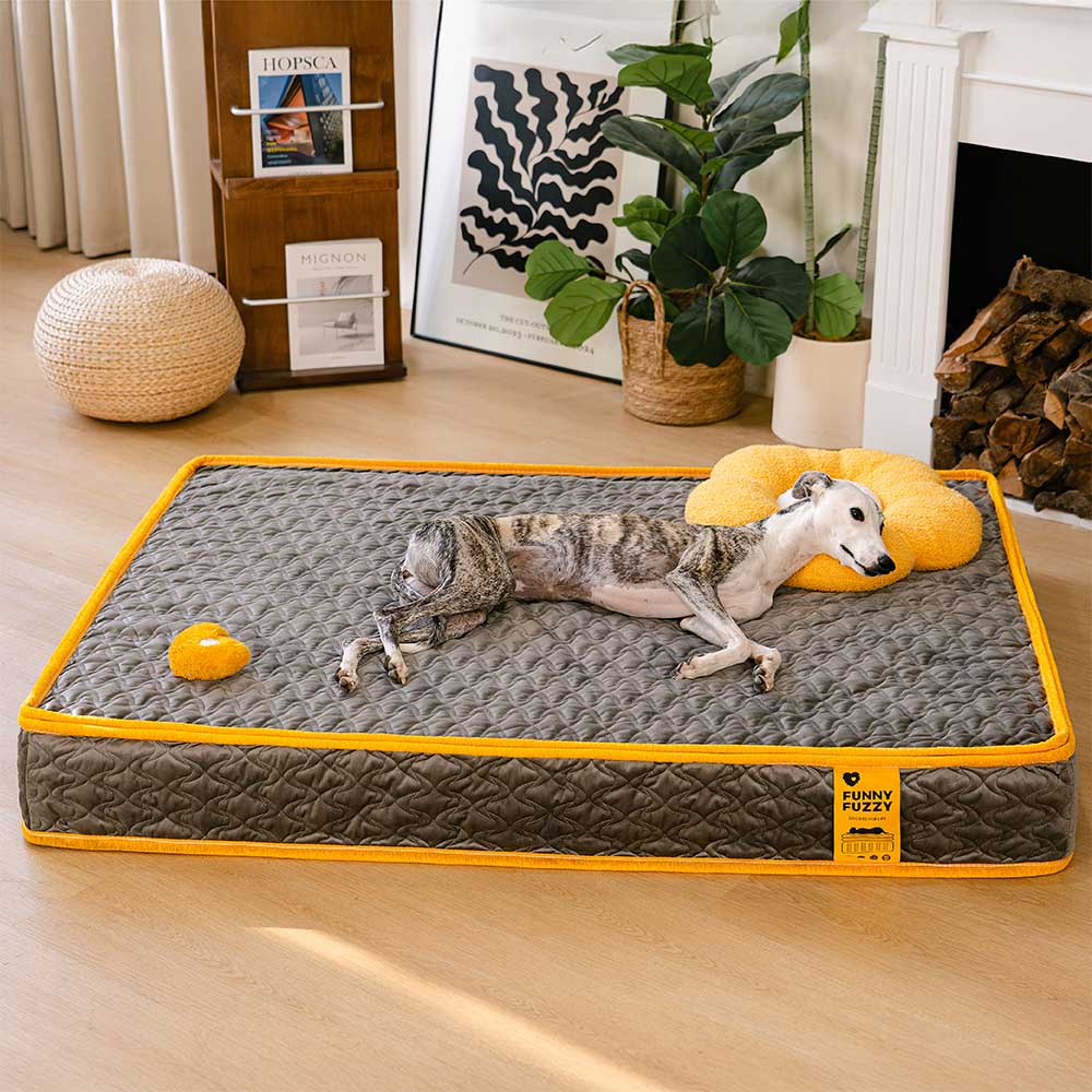 Hooman Innerspring Coils Orthopedic Human Dog Bed - Everdream