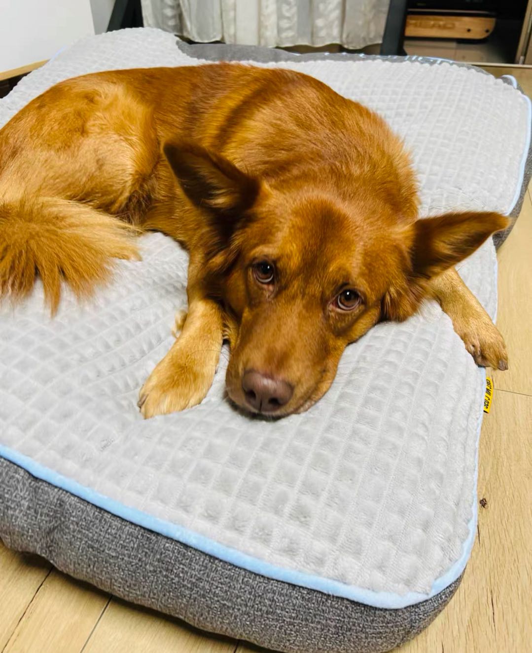 Large dog bed for shops german shepherd