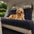 Ribbed Plush Waterproof Dog Car Seat Cover - Cozy Nest