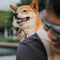 Dog Carrier Backpacks Dog Rucksack Dog Bike Carrier  - Urban Roaming