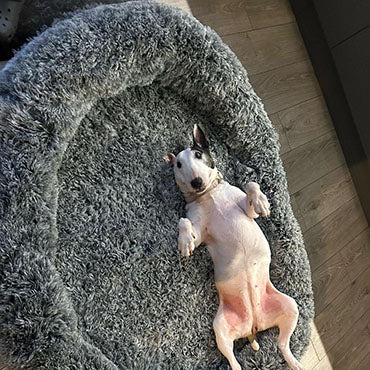 a dog on a huge dog bed