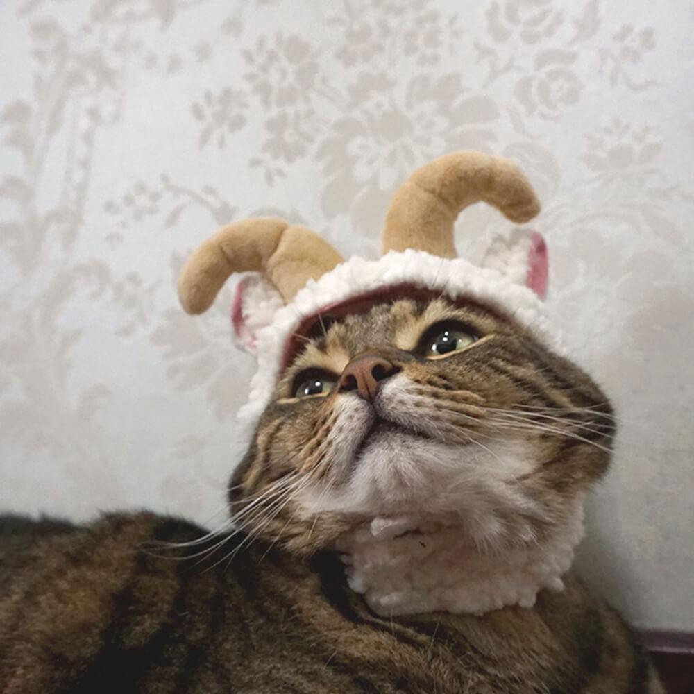 Sombrero para mascota disfraz de Halloween de murciélago unicornio flamenco