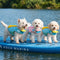 Stylish Color-Blocked Dog Life Jacket