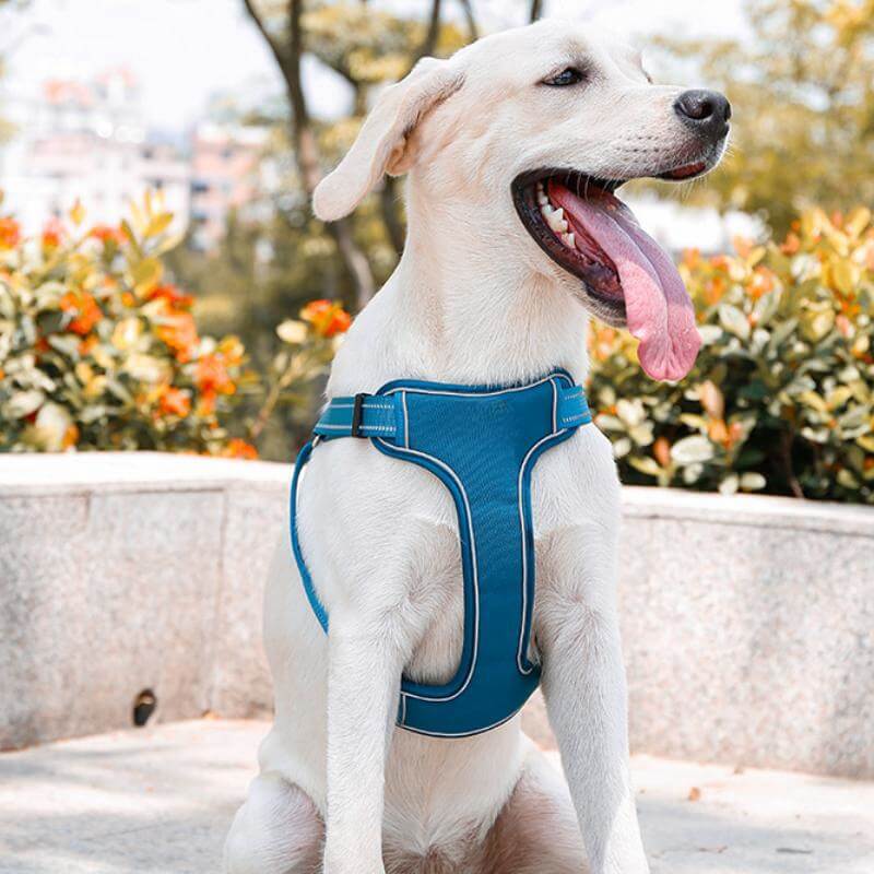 Harnais pour chien respirant anti-traction réglable avec laisse mains libres