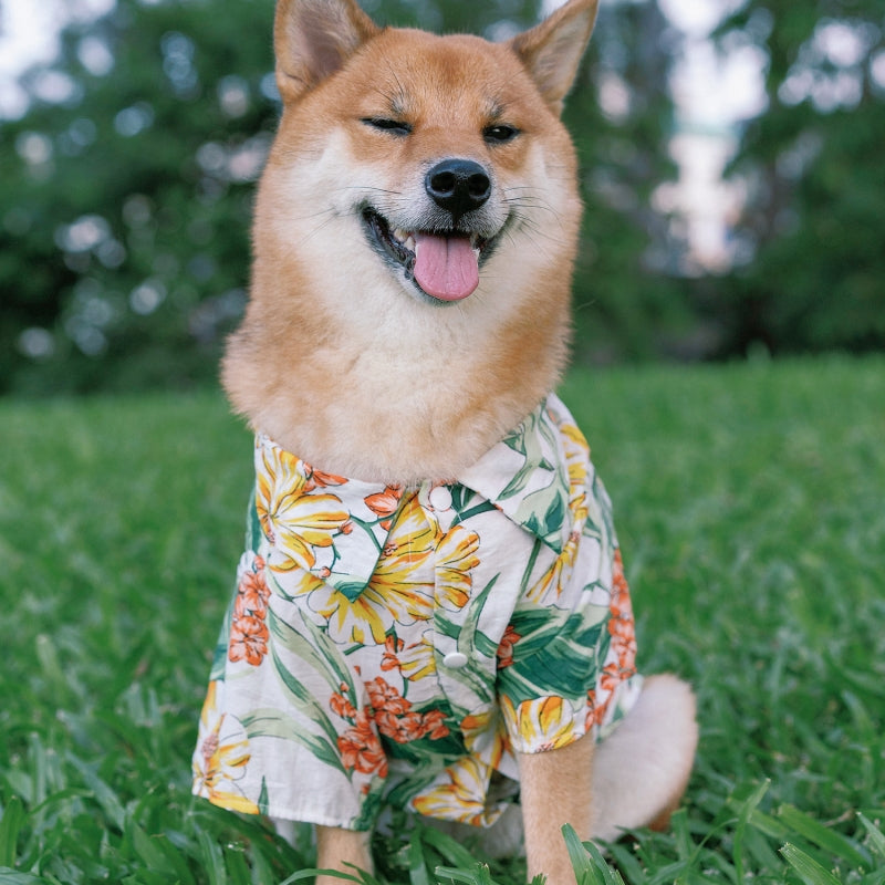 Chemise hawaïenne assortie pour vêtements de chien et de propriétaire