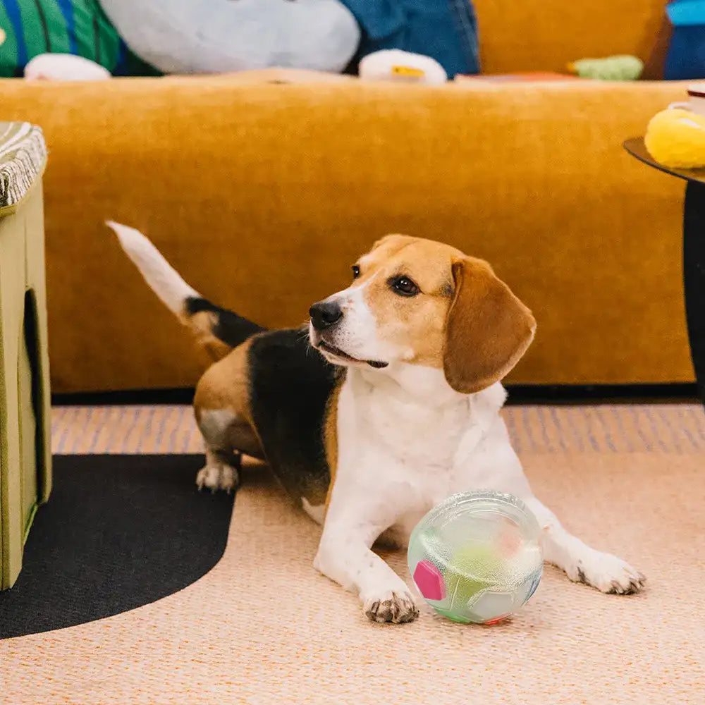 Dog Soccer Ball with Handle Floating Chew Toy