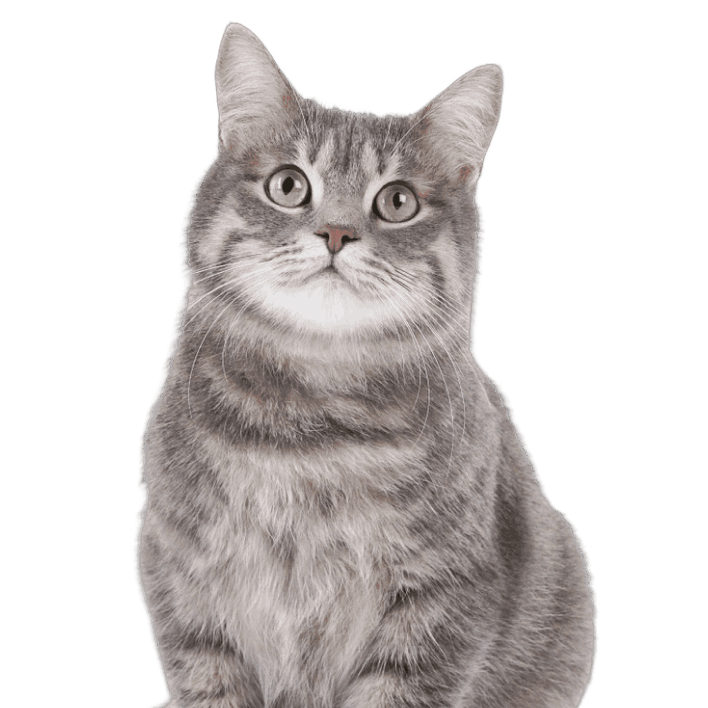 Para gatos