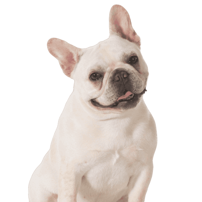 Para perros pequeños