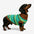 Color Blocked Striped Dachshund Dog Sweater