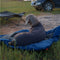 Outdoor Campsite Moisture-Proof And Waterproof Portable Dog Bed