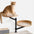 Wooden Adjustable Up and Down Elevated Habitat Cat Desk Bed