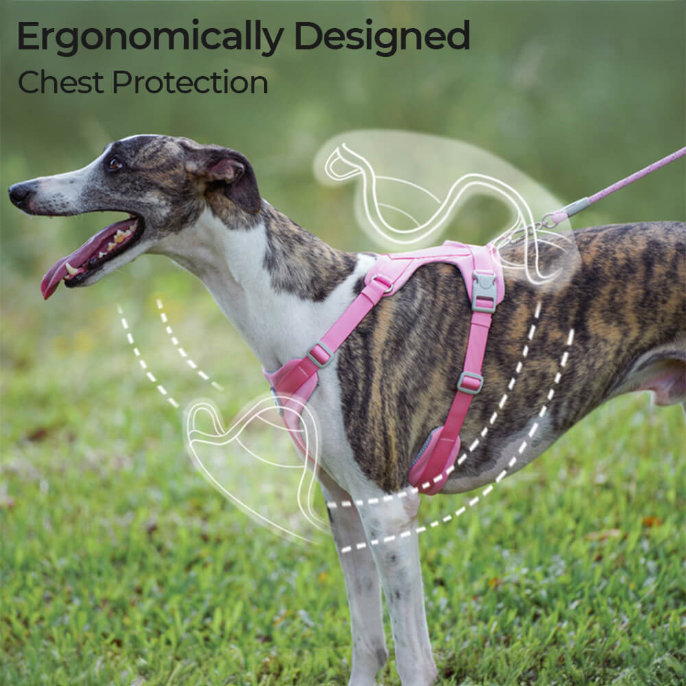 Greyhound harness, hot galgo, dog harness