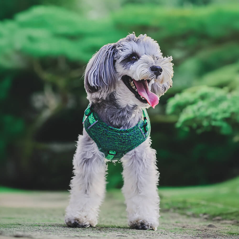 Eco-friendly Recycled Fabric No-Pull Dog Harness and Leash