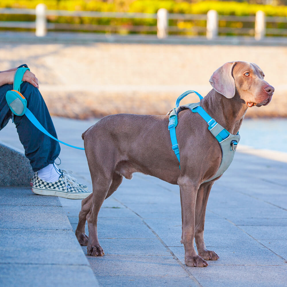 Comfort harness shops for large dogs