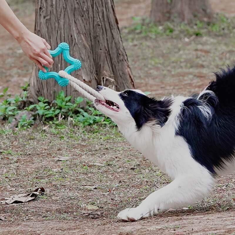 Tug of war dog toy shops