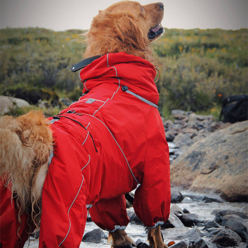 Dog jacket 2025 with hood