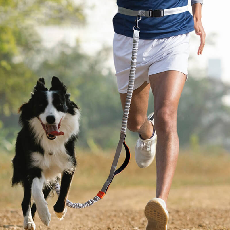 Trela ​​retrátil multifuncional de alça dupla para passear com cães
