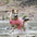 Crab Float Coat Dog Life Vest