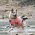 Crab Float Coat Dog Life Vest