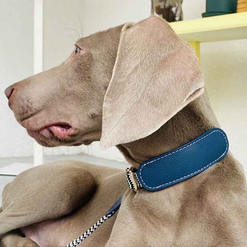 Vogue Zebra Print Neck Guard Collier pour chien Ensemble de promenade pour chien