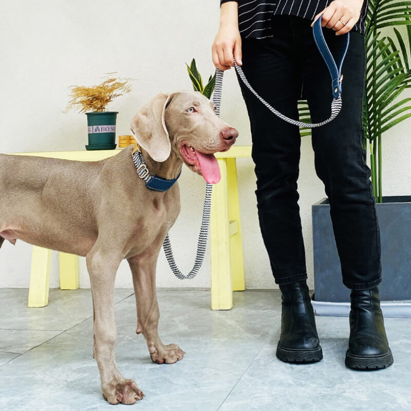Vogue Zebra Print Neck Guard Collier pour chien Ensemble de promenade pour chien