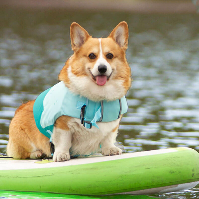 Corgi life vest sale