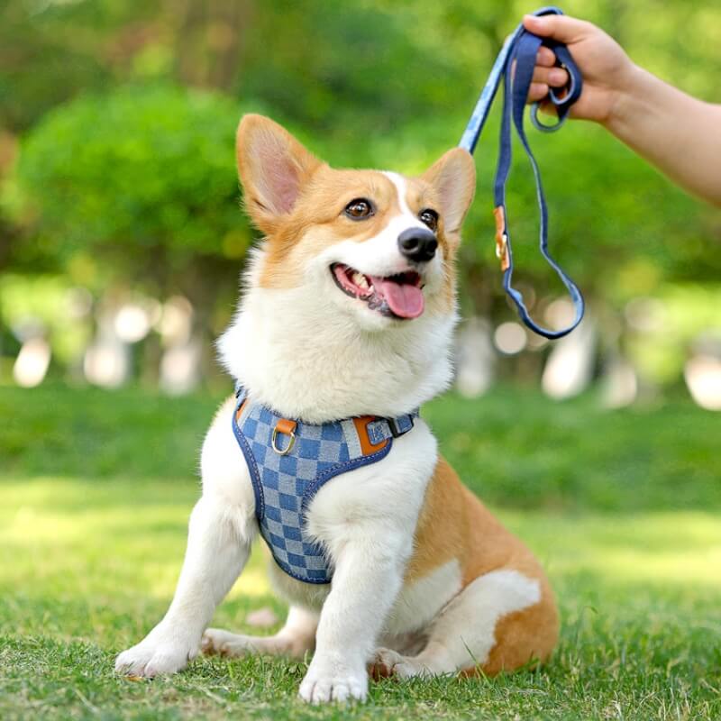 Ensemble de promenade avec harnais anti-traction pour chien