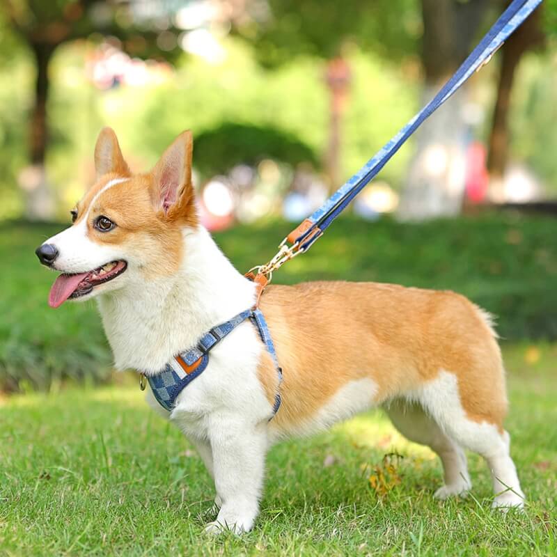 Ensemble de promenade avec harnais anti-traction pour chien