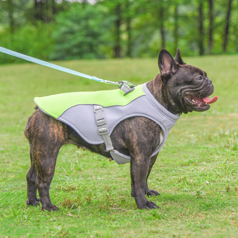 Fashion dog cooling vest