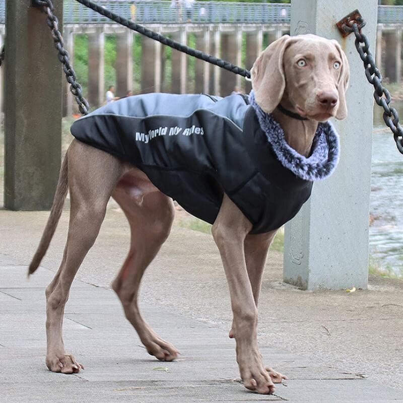 Gola alta quente legal acessórios para cães jaqueta espessada acessórios para cães casaco de algodão