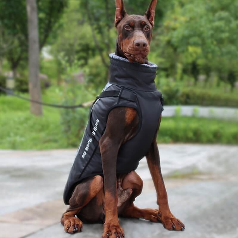 Doberman dog outlet accessories