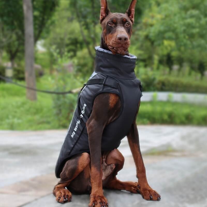 High Collar Warm Cool Dog Accessories Jacket Thickened Cool Dog Accessories Cotton Coat