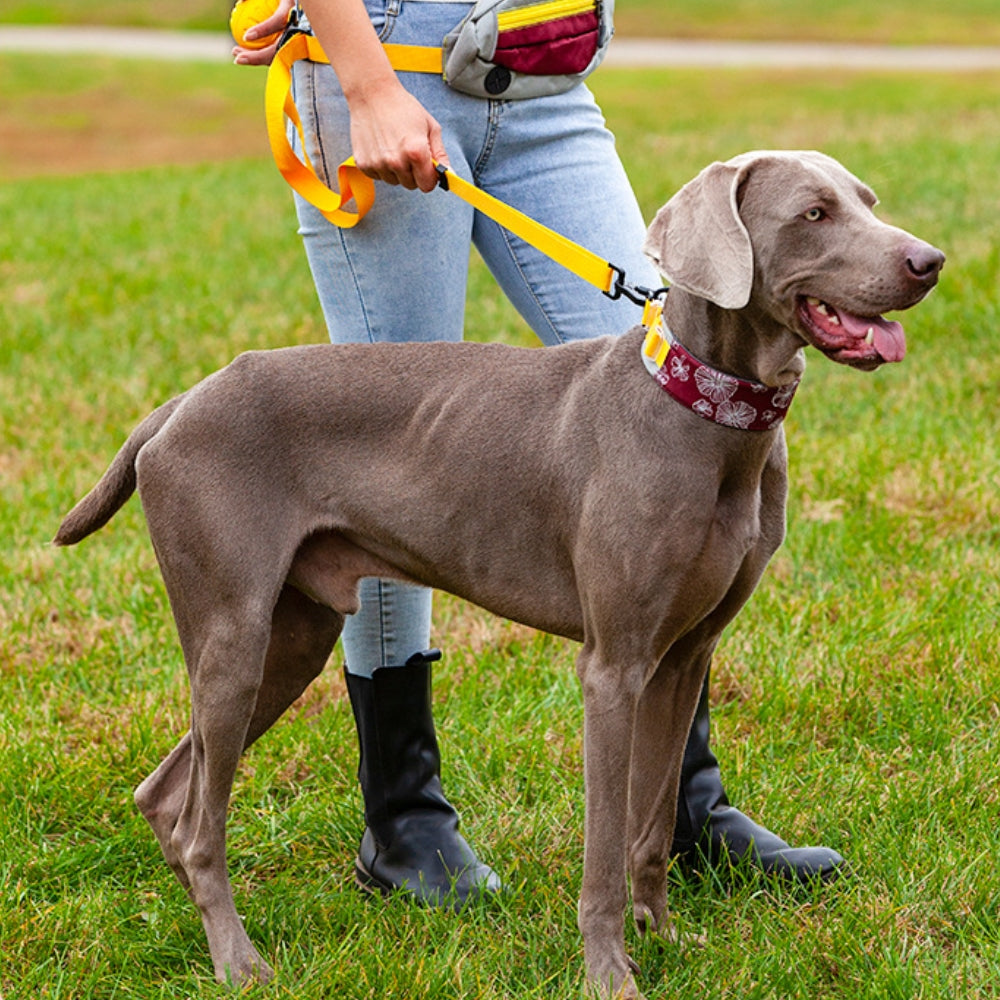 Collier d'accessoires pour chien élégant et confortable sans traction