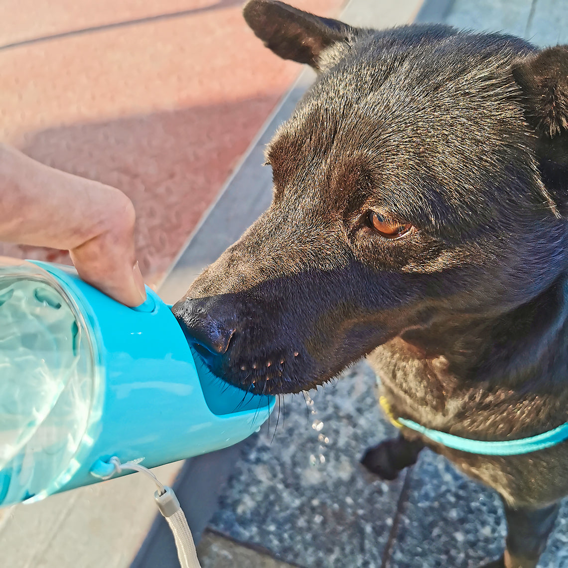 Garrafa de água portátil para cães ao ar livre
