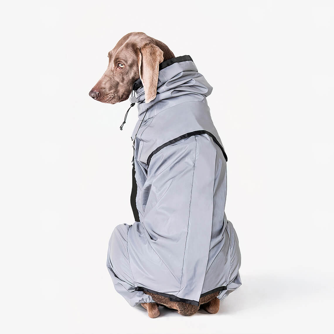 Manteau de pluie imperméable réfléchissant pour chien tout temps